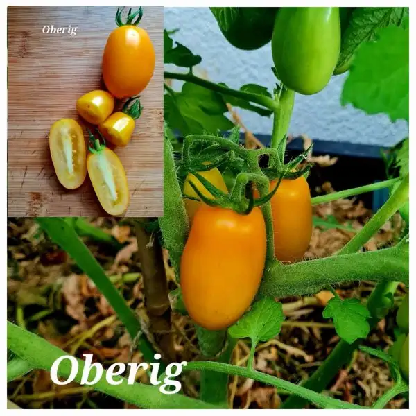 Tomaten: Oberig