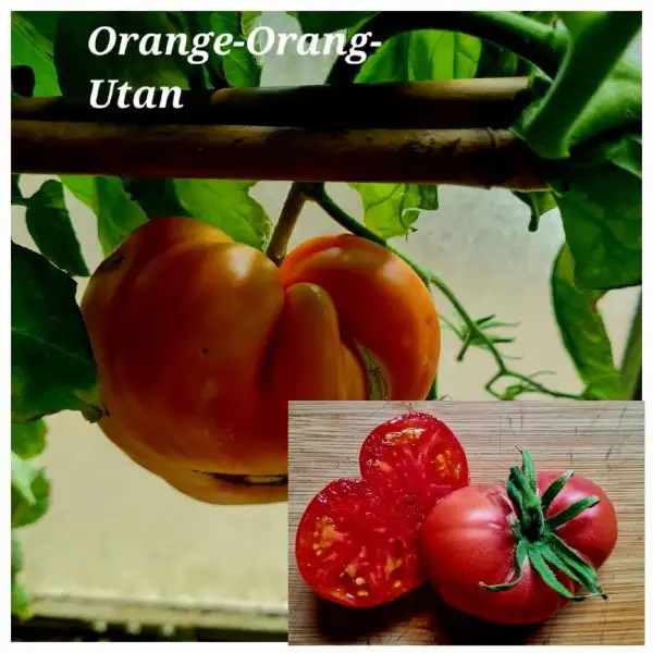 Tomaten: Orange Orang-Utan