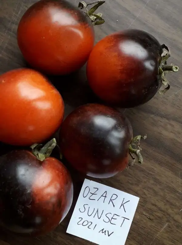 Tomaten: Ozark Sunset