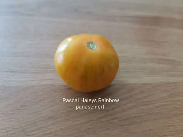Tomaten: Pascales Haley Rainbow