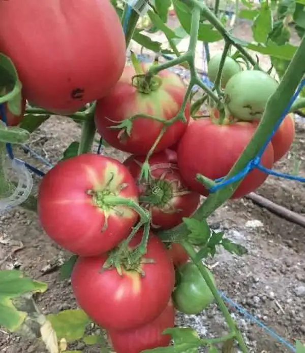 Tomaten: Peach Blow Sutton