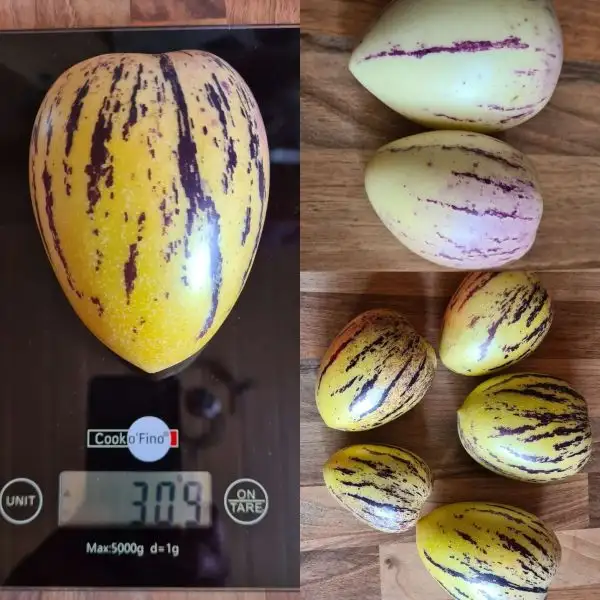 andere Gemüse: Pepino