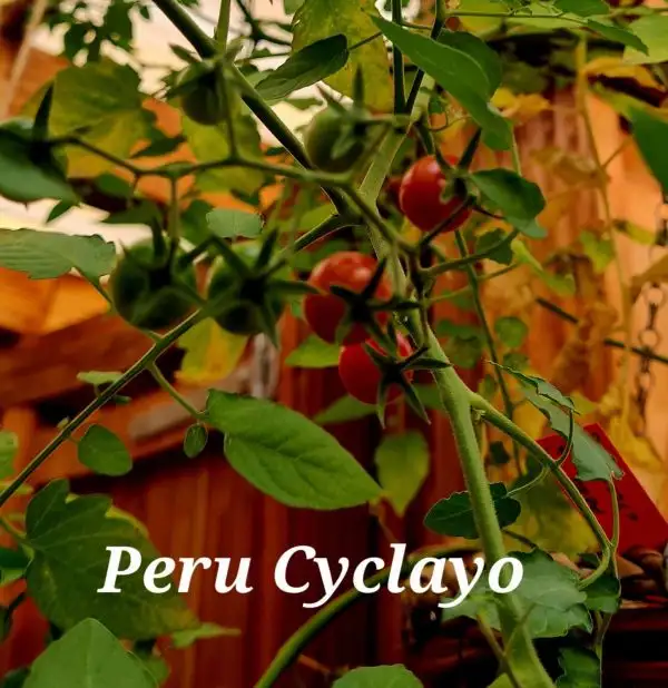 Tomaten: Peru Cyclayo