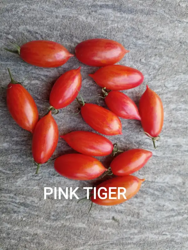 Tomaten: Pink Tiger