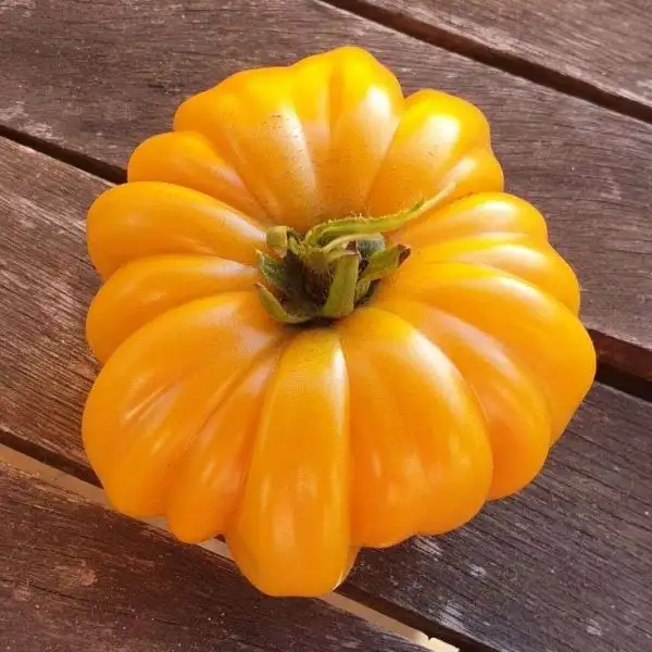 Tomaten: Pitanga gelb