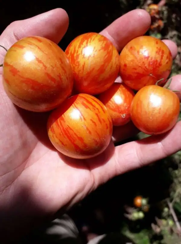 Tomaten: Pixie Striped