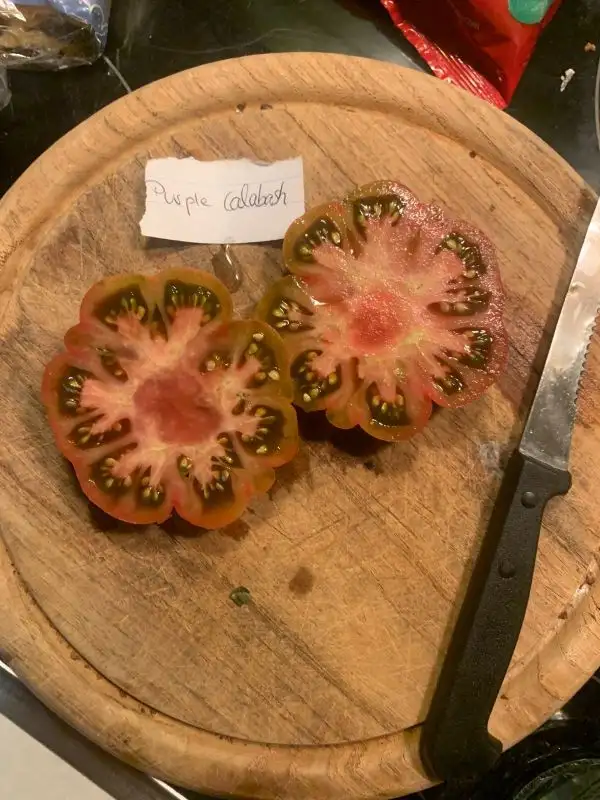 Tomaten: Purple calabash