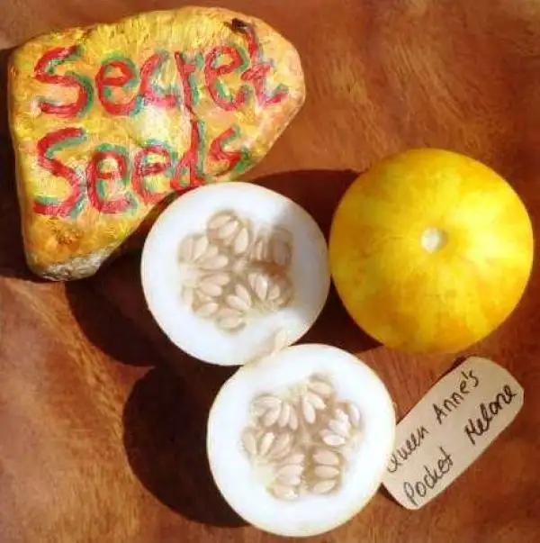 Melonen: Queen Annes Pocket Melone