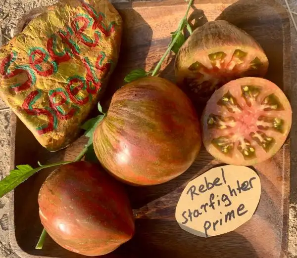 Tomaten: Rebel Starfighter Prime