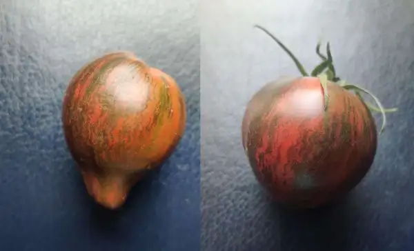 Tomaten: Rebel Starfighter Prime