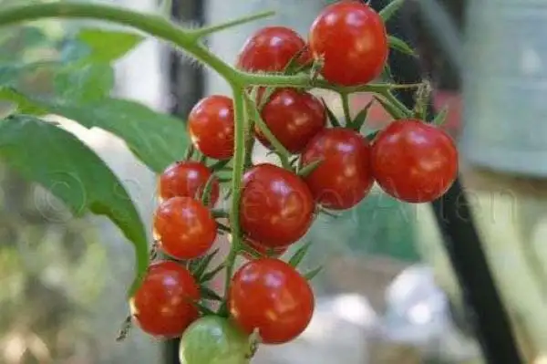 Tomaten: Red Cherry