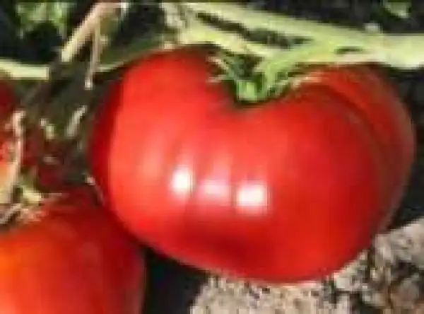 Tomaten: Red Giant