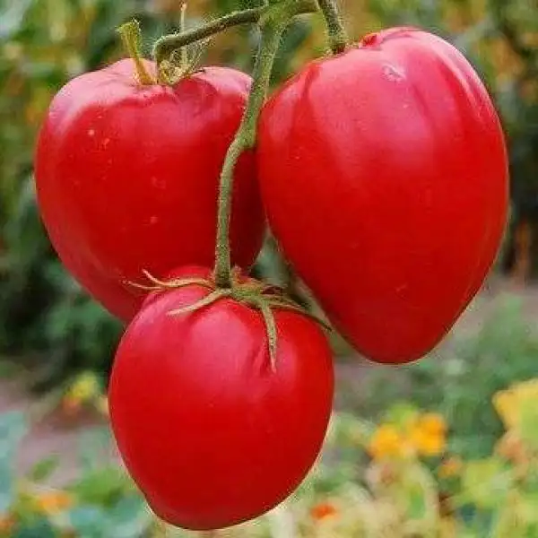 Tomaten: Red Oxheart