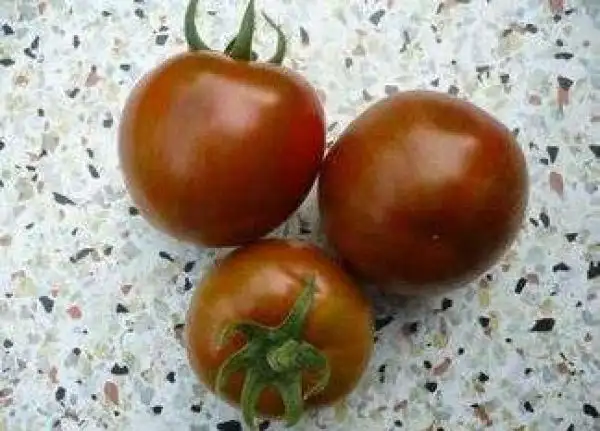 Tomaten: Reinhard’s Black Zebra