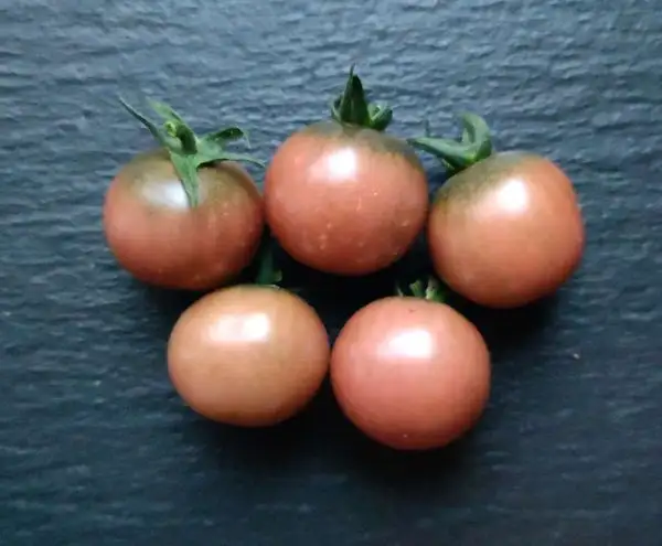 Tomaten: Reinhard’s  Purple Sugar