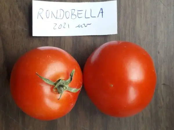 Tomaten: Rondobella