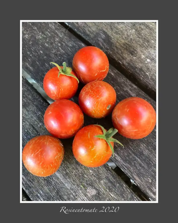 Tomaten: Rosinentomate