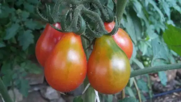 Tomaten: Rotes Birnchen