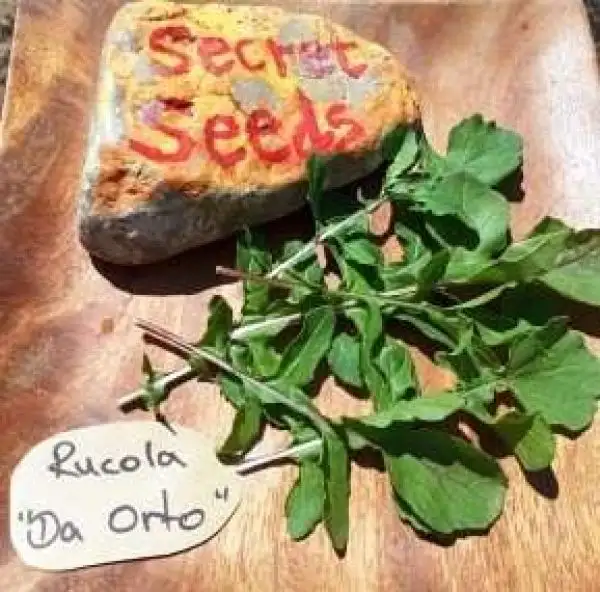 Salate: Rucola Da Orto