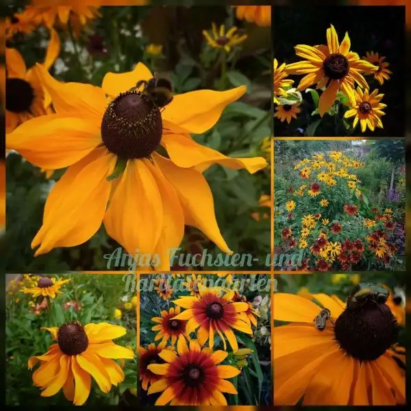 Blumen: Rudbeckia hirta