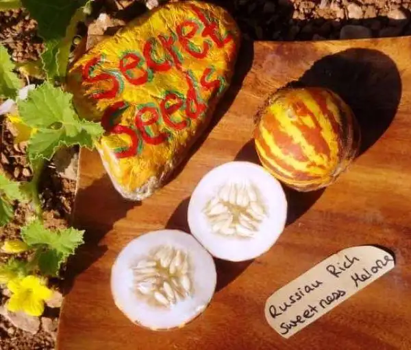 Melonen: Russian Rich Sweetness Melone