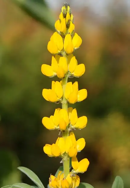 Blumen: Süßlupine, weiss, gelb und blau