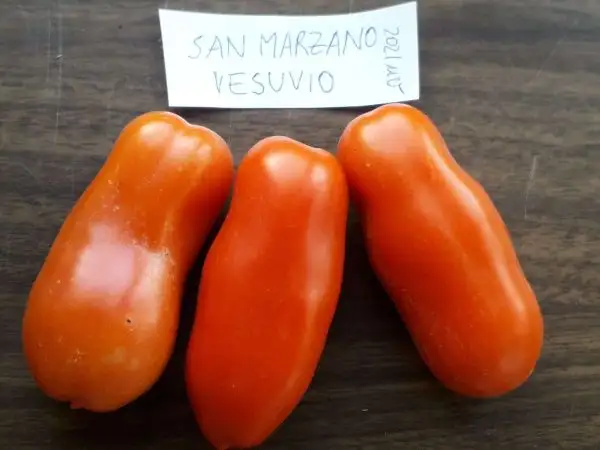 Tomaten: San Marzano Vesuvio