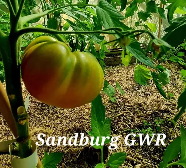 Tomaten: Sandburg GWR
