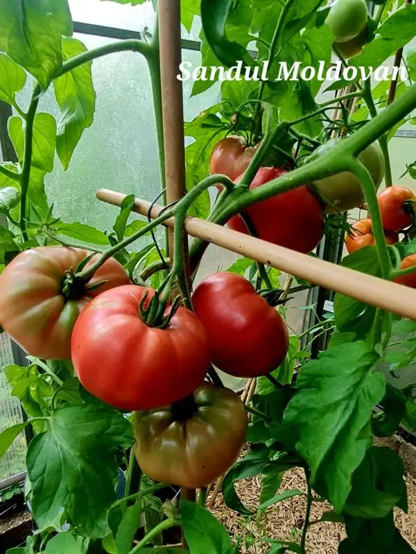 Tomaten: Sandul Moldovan