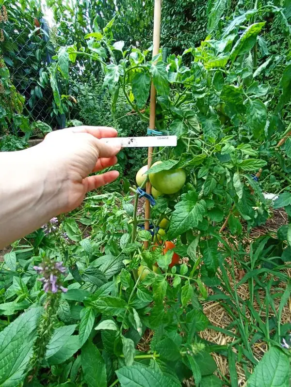 Tomaten: Sanka-Санька