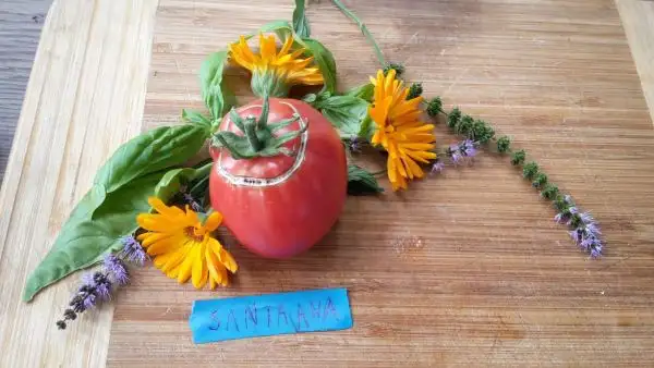 Tomaten: Santa Ana