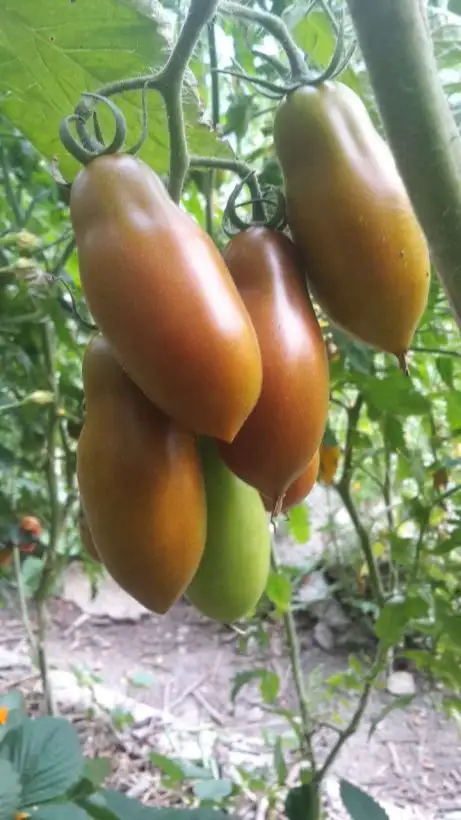 Tomaten: Schwarzer Zapfen aus Kasachstan