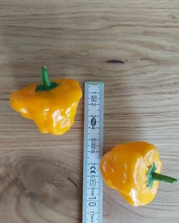 Chili / Paprika: Scotch Bonnet