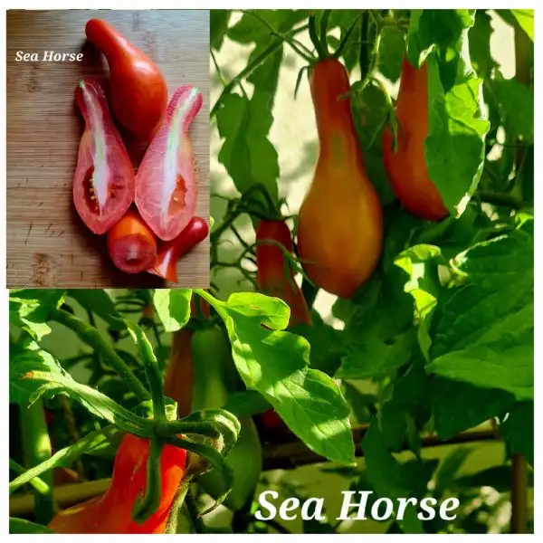 Tomaten: Sea Horse