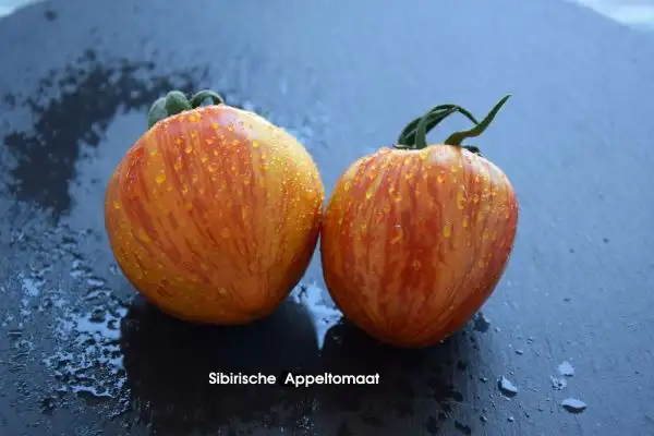 Tomaten: sibirische Ampeltomaat