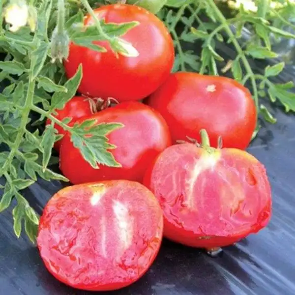 Tomaten: Silvery Fir Tree