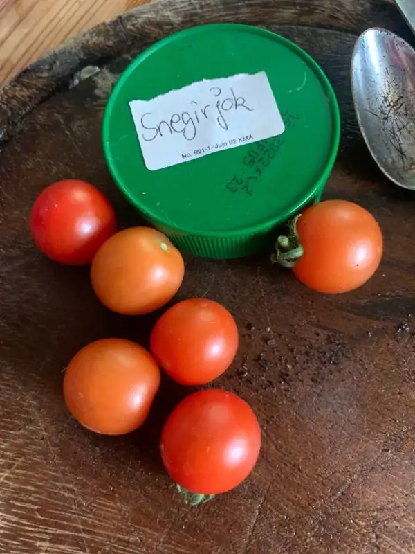 Tomaten: Snegirjok