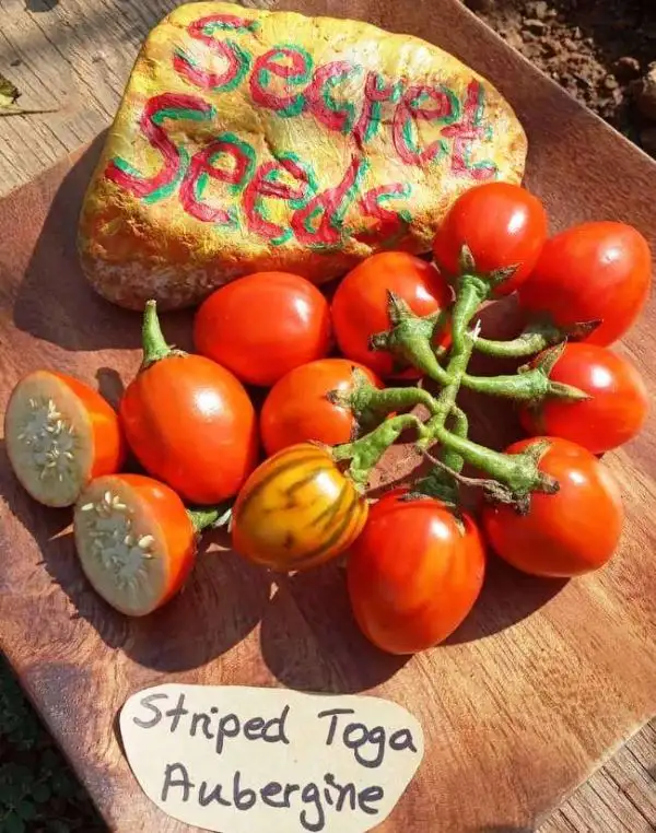 andere Gemüse: Striped Toga Aubergine