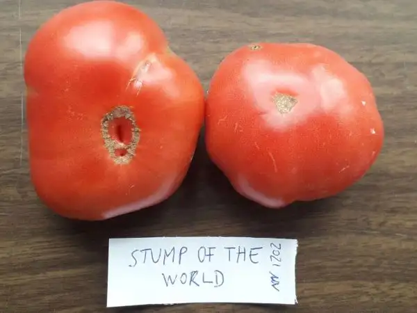 Tomaten: Stump of the World