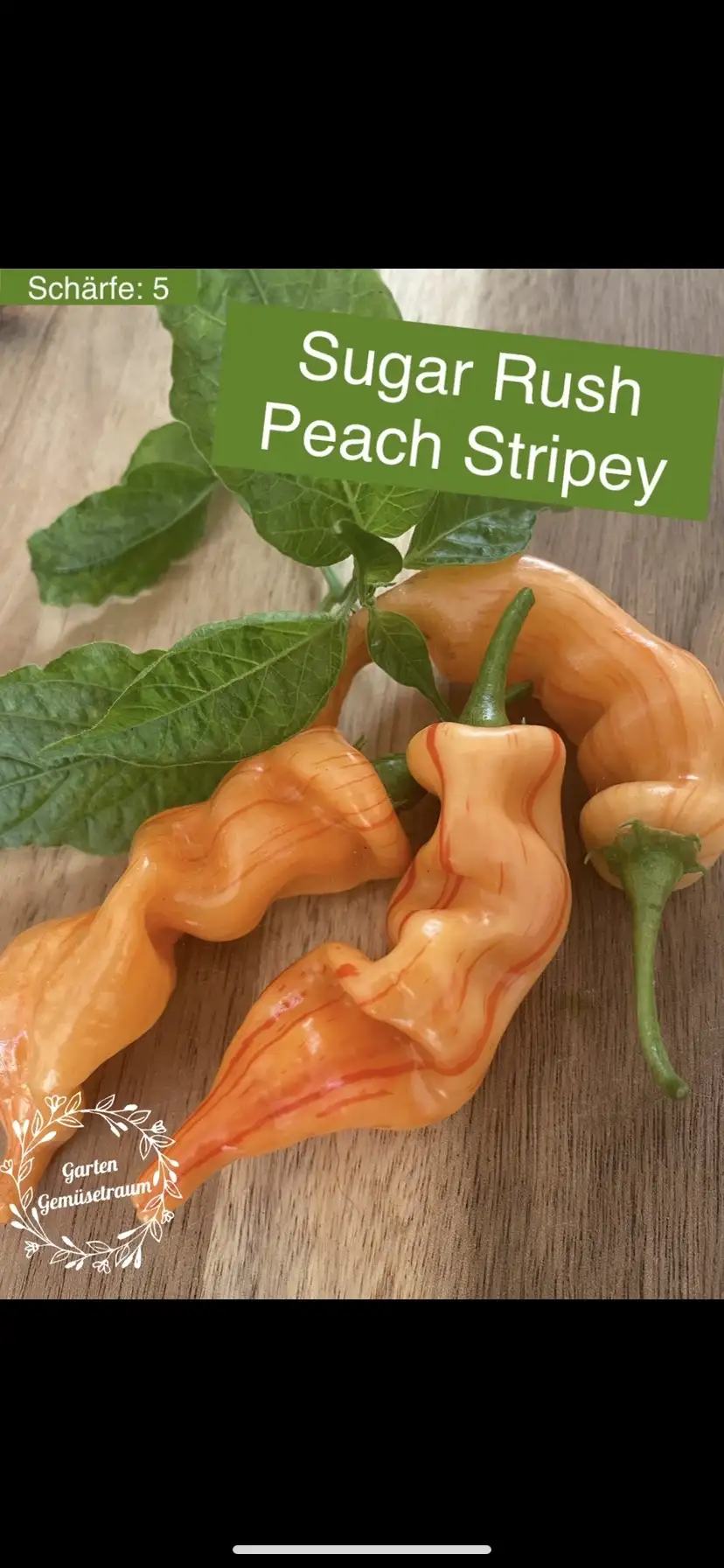 Chili / Paprika: Sugar Rush peach stripey