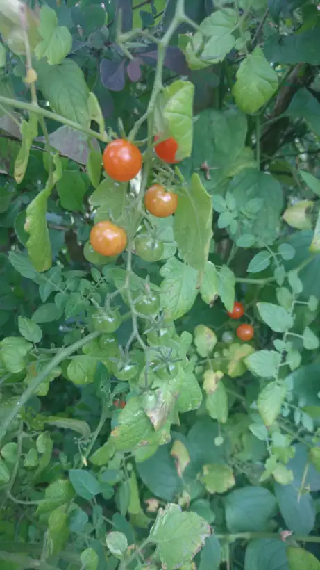 Tomaten: Sunrise Blumble Bee