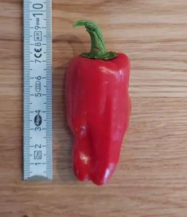 Chili / Paprika: türkischer Gewürzpaprika