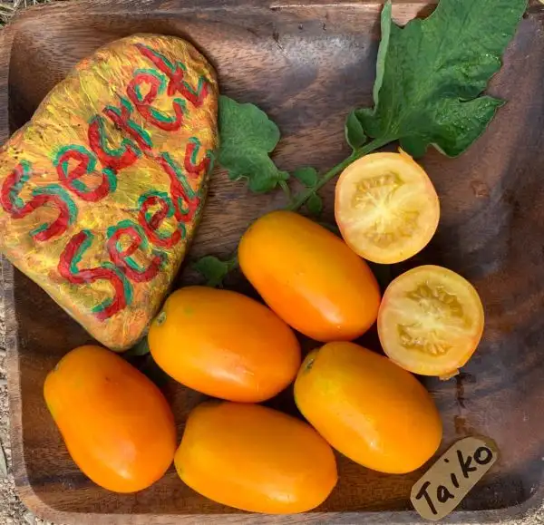 Tomaten: Taiko