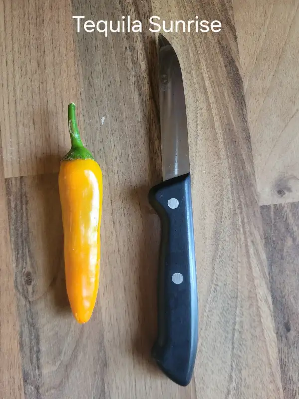 Chili / Paprika: Tequila Sunrise