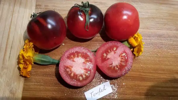 Tomaten: Teufel