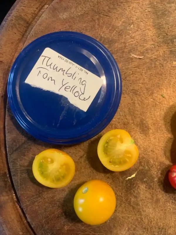 Tomaten: Thumbling tom yellow