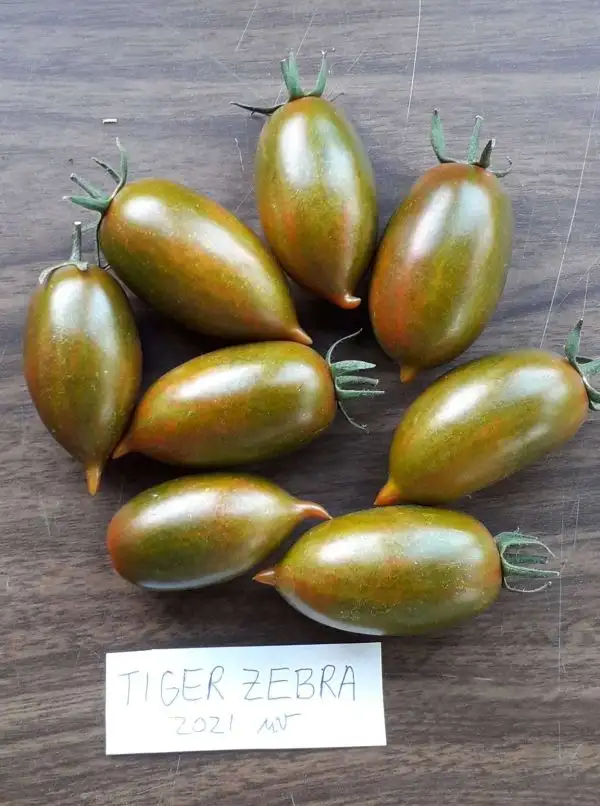 Tomaten: Tiger Zebra