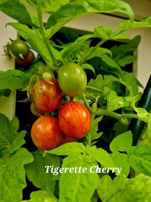 Tomaten: Tigerette Cherry