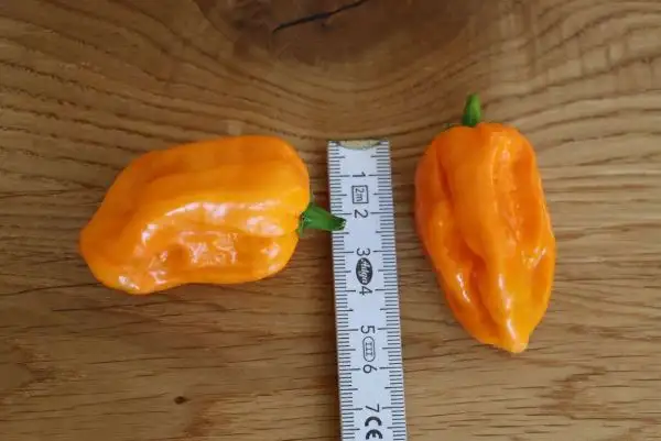 Chili / Paprika: Trinidad Congo #7