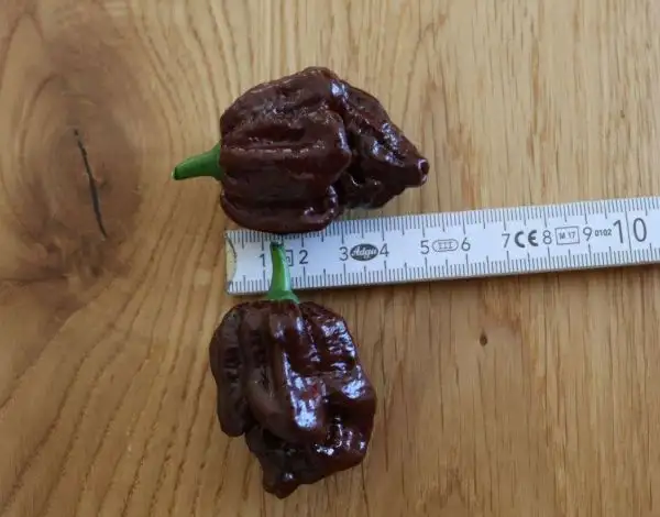 Chili / Paprika: Trinidad Douglah x Trinidad Scorpion by Fine Chili Art